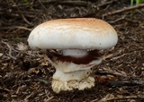 Hebeloma victoriense image