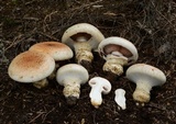 Hebeloma victoriense image