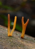 Calocera cornea image