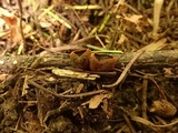 Plectania melastoma image