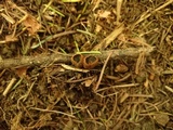 Plectania melastoma image