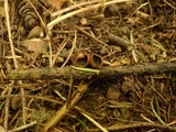 Plectania melastoma image