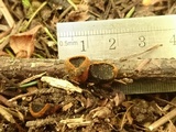 Plectania melastoma image
