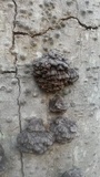 Globifomes graveolens image