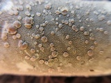 Lecanora subpallens image