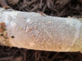 Lecanora subpallens image