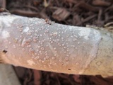 Lecanora subpallens image