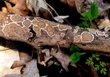 Peniophora albobadia image