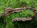 Pseudochaete tabacina image