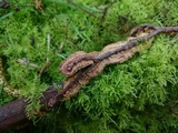 Pseudochaete tabacina image