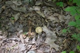 Boletus nobilis image