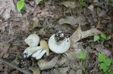 Boletus nobilis image
