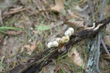 Mycena inclinata image