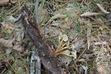 Mycena inclinata image