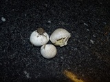 Bovista plumbea image