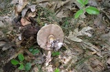 Tylopilus felleus image