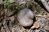 Tylopilus alboater image