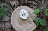 Tylopilus felleus image