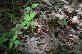Hygrocybe reidii image