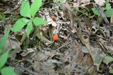 Hygrocybe reidii image