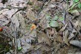 Hygrocybe reidii image