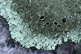 Xanthoparmelia conspersa image