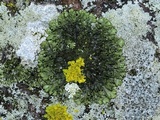 Phaeophyscia adiastola image