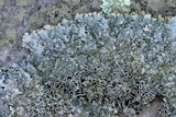Punctelia graminicola image