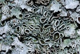 Punctelia graminicola image