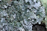 Punctelia graminicola image