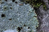 Punctelia graminicola image