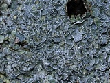 Punctelia graminicola image