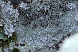 Punctelia graminicola image