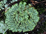 Phaeophyscia rubropulchra image