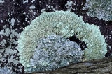 Flavoparmelia baltimorensis image