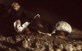 Diderma umbilicatum var. umbilicatum image