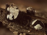 Diderma umbilicatum var. umbilicatum image