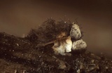 Diderma umbilicatum var. umbilicatum image