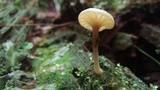 Lichenomphalia umbellifera image