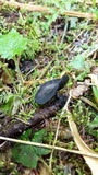 Pseudoplectania vogesiaca image
