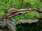Pseudochaete tabacina image