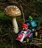 Amanita ameripanthera image