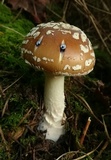 Amanita ameripanthera image