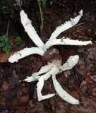 Blumenavia rhacodes image