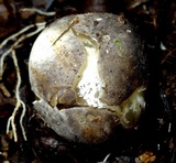 Blumenavia rhacodes image