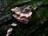 Phlebia incarnata image