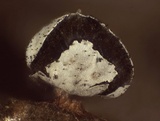 Diderma umbilicatum var. umbilicatum image