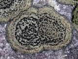 Rhizocarpon cinereovirens image