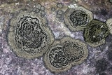 Rhizocarpon cinereovirens image