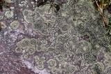 Rhizocarpon cinereovirens image